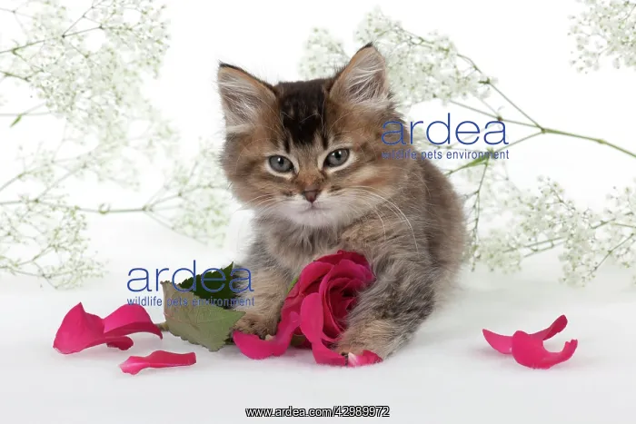 : CAT - Tiffanie kitten sitting with pink rose surrounded : CAT - Tiffanie kitten sitting with pink rose surrounded