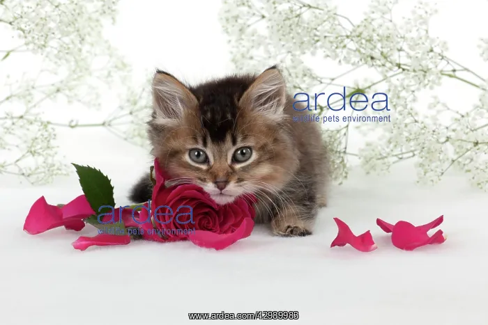 : CAT - Tiffanie kitten sitting with pink rose surrounded : CAT - Tiffanie kitten sitting with pink rose surrounded