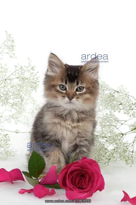 : CAT - Tiffanie kitten sitting with pink rose surrounded : CAT - Tiffanie kitten sitting with pink rose surrounded