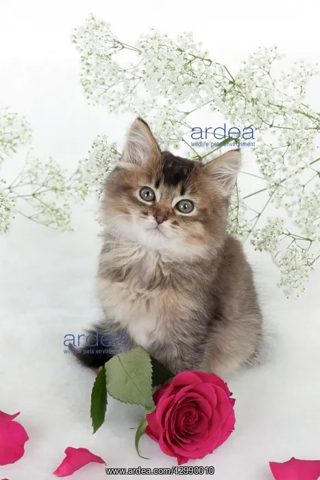 : CAT - Tiffanie kitten sitting with pink rose surrounded : CAT - Tiffanie kitten sitting with pink rose surrounded