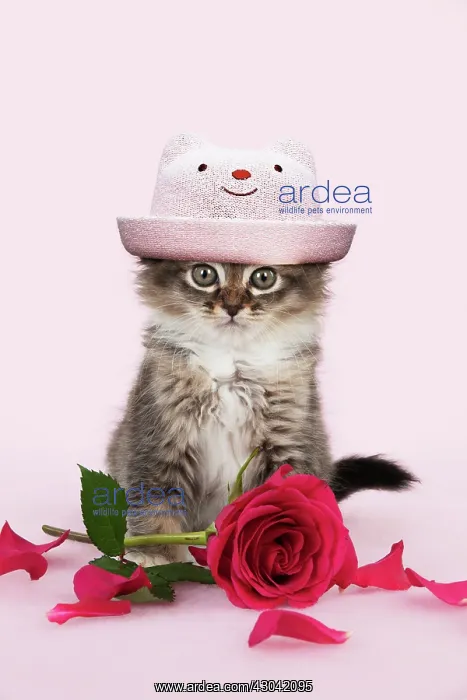 : CAT - Tiffanie kitten sitting with pink rose wearing hat : CAT - Tiffanie kitten sitting with pink rose wearing hat