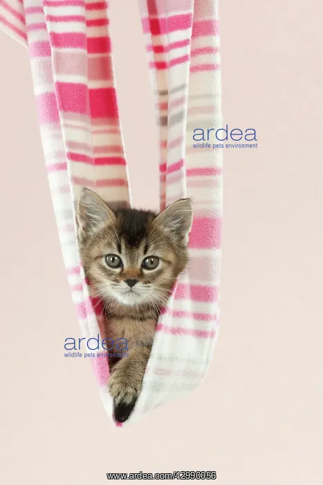 : CAT - Tiffanie kitten sitting in pink stripey blanket : CAT - Tiffanie kitten sitting in pink stripey blanket
