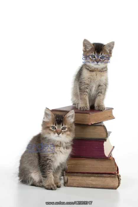: CAT - Tiffanie kitten sitting on stack of books : CAT - Tiffanie kitten sitting on stack of books