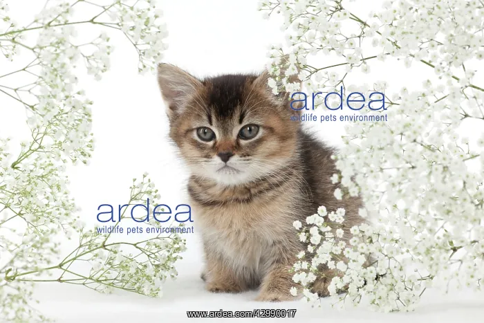 : CAT - Tiffanie kitten sitting surronded by gypsophilia : CAT - Tiffanie kitten sitting surronded by gypsophilia