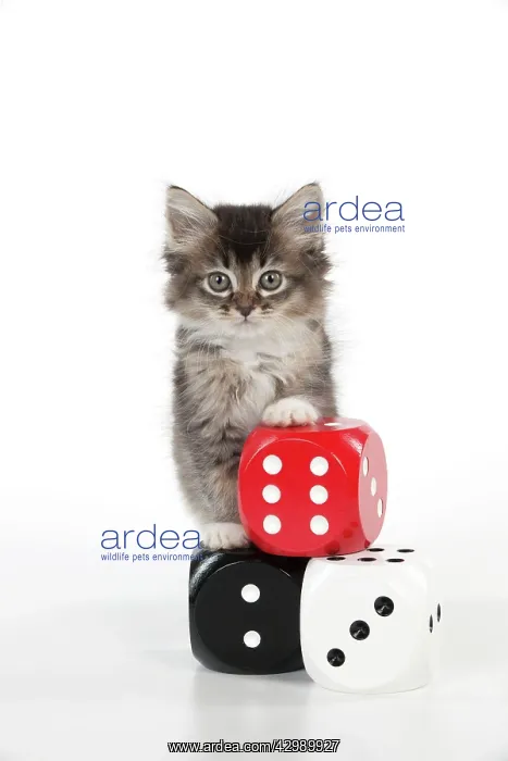 : CAT - Tiffanie kitten standing on stack of dice (6 weeks) : CAT - Tiffanie kitten standing on stack of dice (6 weeks)