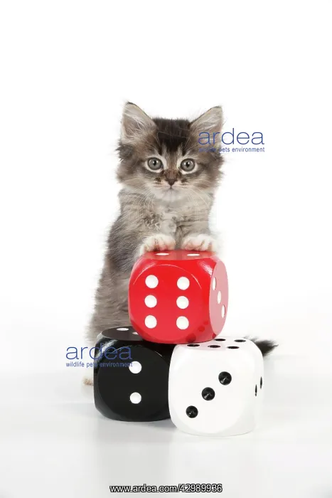 : CAT - Tiffanie kitten standing on stack of dice (6 weeks) : CAT - Tiffanie kitten standing on stack of dice (6 weeks)