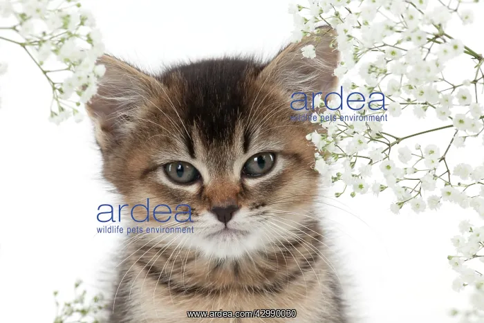 : CAT - Tiffanie kitten surronded by gypsophilia : CAT - Tiffanie kitten surronded by gypsophilia