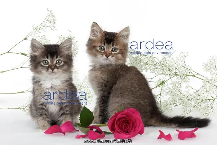 : CAT - Tiffanie kittens sitting with pink rose surrounded : CAT - Tiffanie kittens sitting with pink rose surrounded