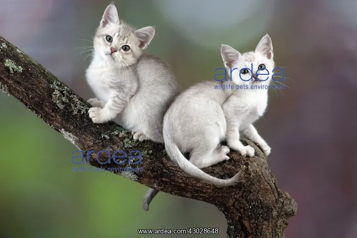 : Cat Tiffanie (left hand side) and Burmilla (right hand side) on a branch : Cat Tiffanie (left hand side) and Burmilla (right hand side) on a branch
