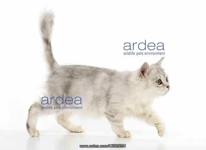  : CAT. Tiffanie, Lilac Silver