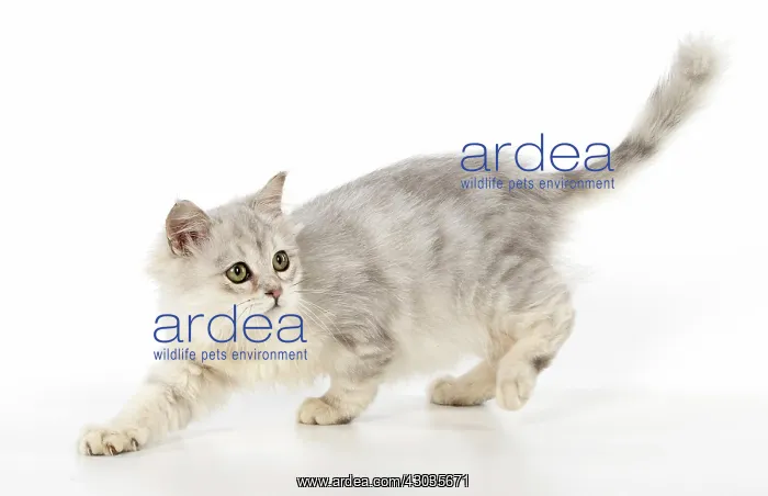 : CAT. Tiffanie, Lilac Silver