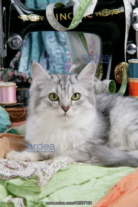  : CAT. Tiffanie with sewing machine