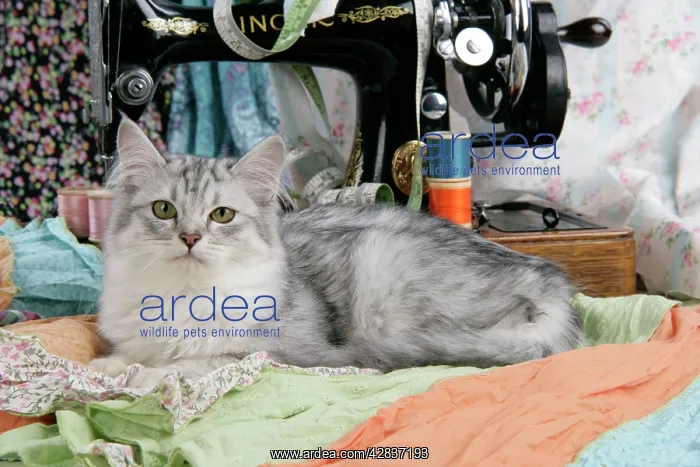  : CAT. Tiffanie with sewing machine