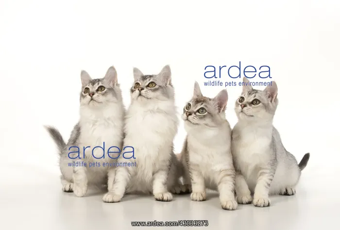  : CAT. Tiffanie silver cats in a studio