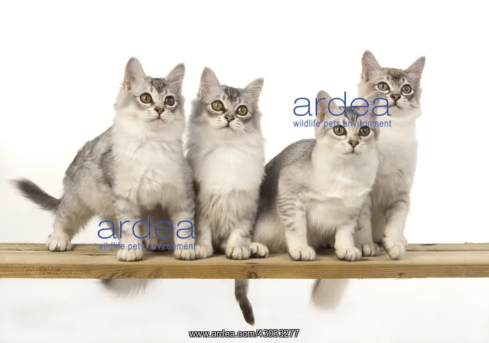  : CAT. Tiffanie silver cats in a studio