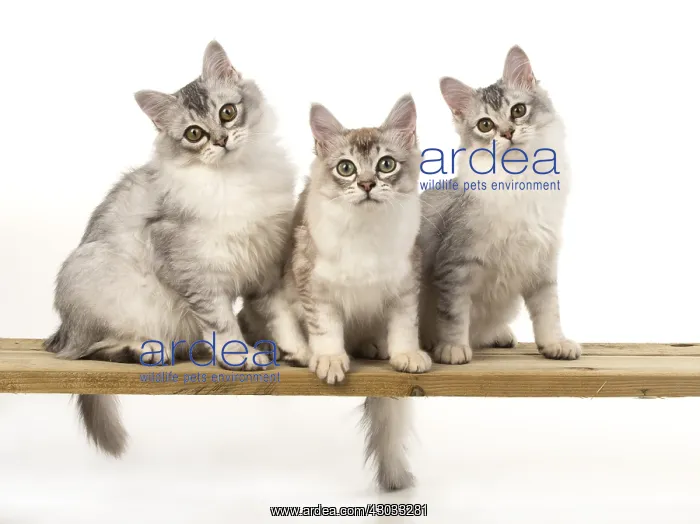  : CAT. Tiffanie silver cats in a studio
