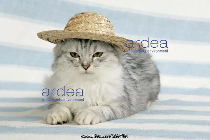  : CAT. Tiffanie wearing a straw hat