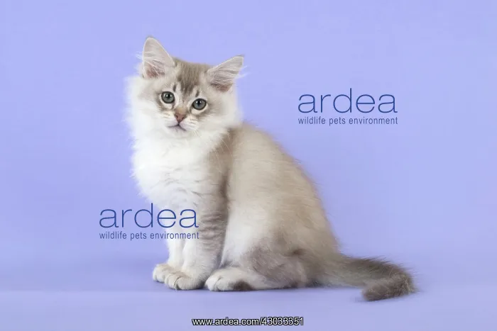  : Cat Tiffannie 9 week old kitten