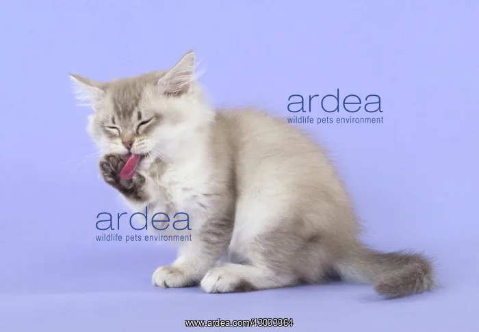 : Cat Tiffannie 9 week old kitten : Cat Tiffannie 9 week old kitten