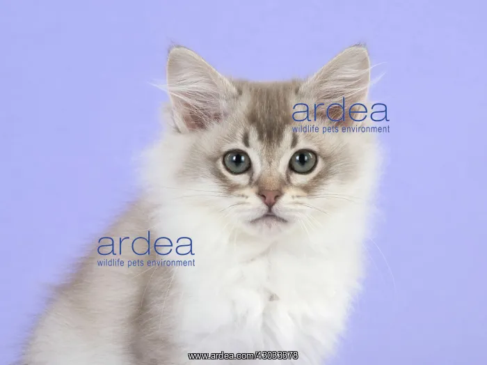  : Cat Tiffannie 9 week old kitten
