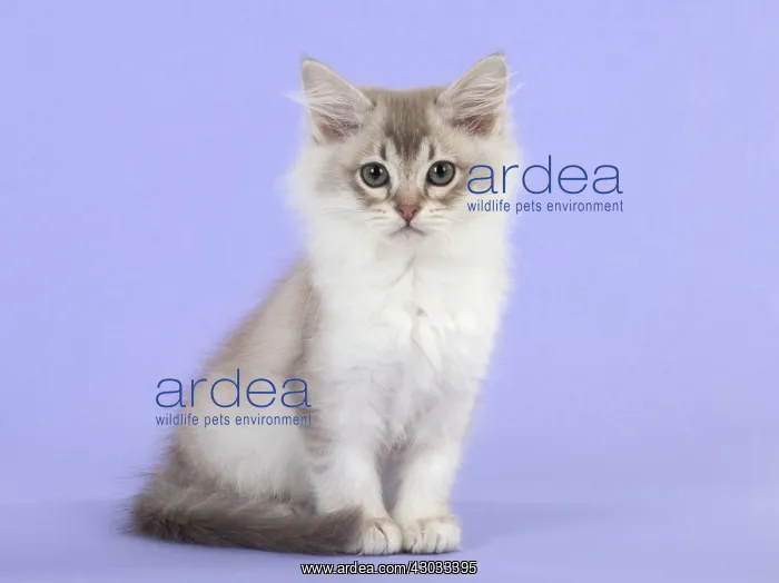  : Cat Tiffannie 9 week old kitten