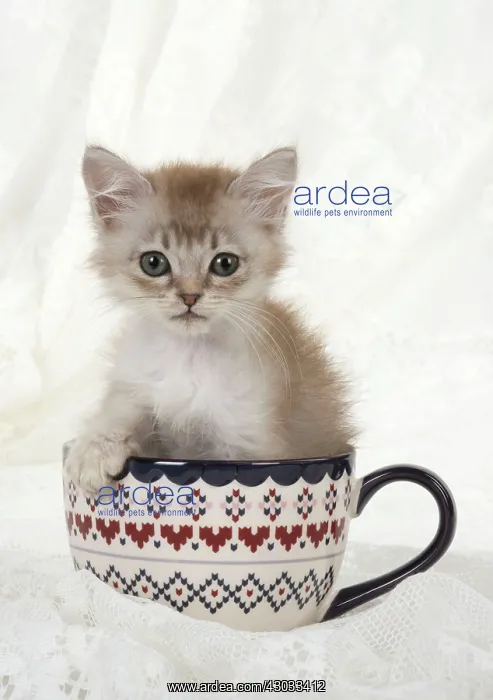  : Cat Tiffannie 9 week old kitten