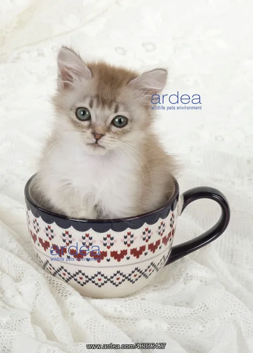  : Cat Tiffannie 9 week old kitten
