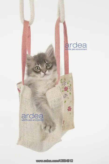  : CAT. Tiffannie kitten in a little bag