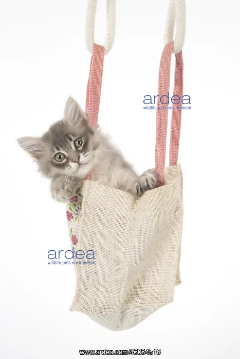  : CAT. Tiffannie kitten in a little bag
