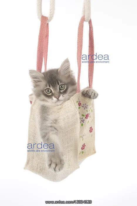  : CAT. Tiffannie kitten in a little bag