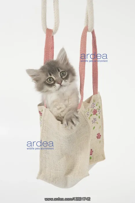  : CAT. Tiffannie kitten in a little bag