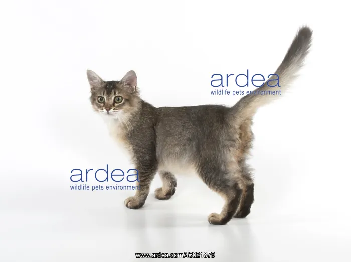  : Cat Tiffannie Somali X breed
