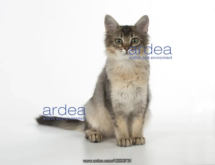  : Cat Tiffannie Somali X breed