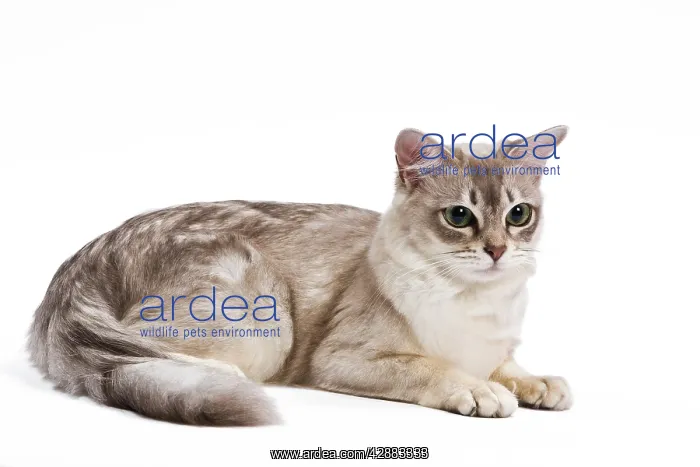  : Cat - Tiffany in studio