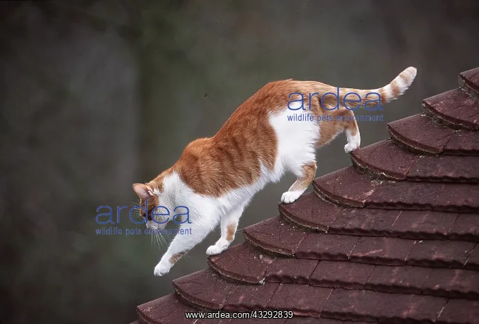 : CAT - on tiled roof : CAT - on tiled roof