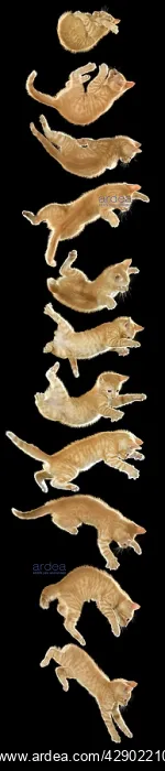 : Cat - time-lapse of cat falling and landing on its feet : Cat - time-lapse of cat falling and landing on its feet