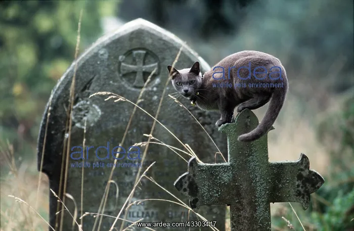 : CAT - ON TOMBSTONE LONG GRASS : CAT - ON TOMBSTONE LONG GRASS