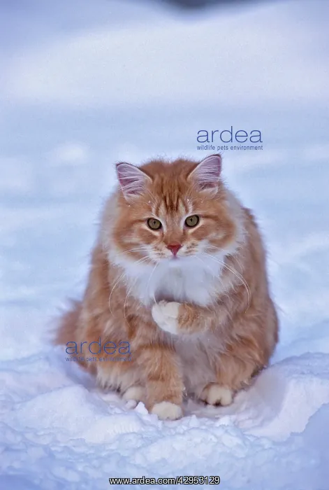 : Cat - Tomcat ginger tabby and white sitting in snow : Cat - Tomcat ginger tabby and white sitting in snow
