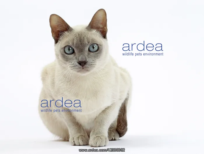  : Cat - Tonkinese
