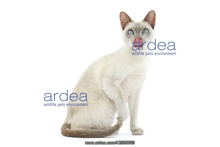  : Cat - Tonkinese