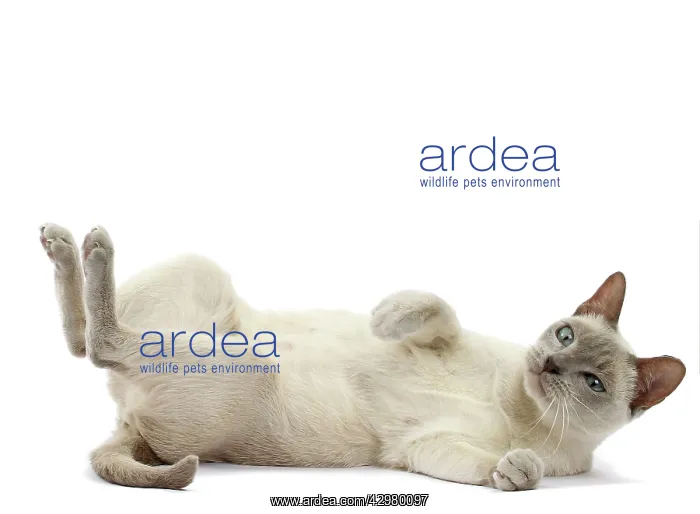  : Cat - Tonkinese