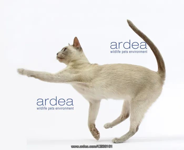  : Cat - Tonkinese