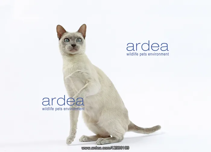  : Cat - Tonkinese