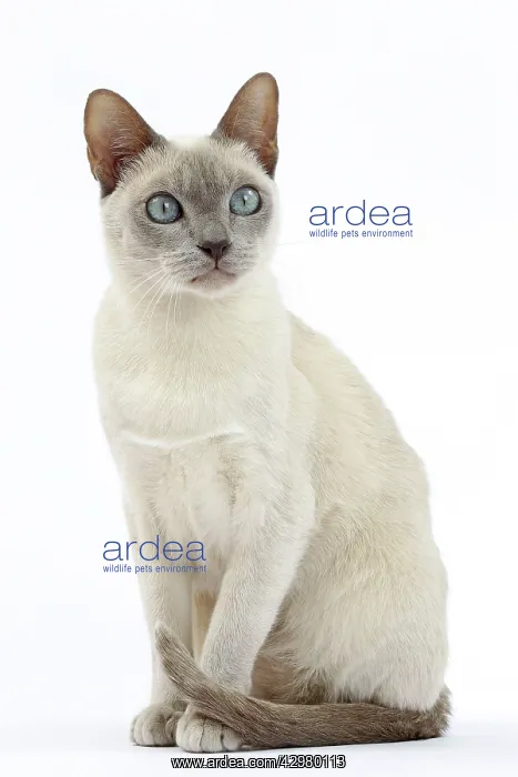  : Cat - Tonkinese