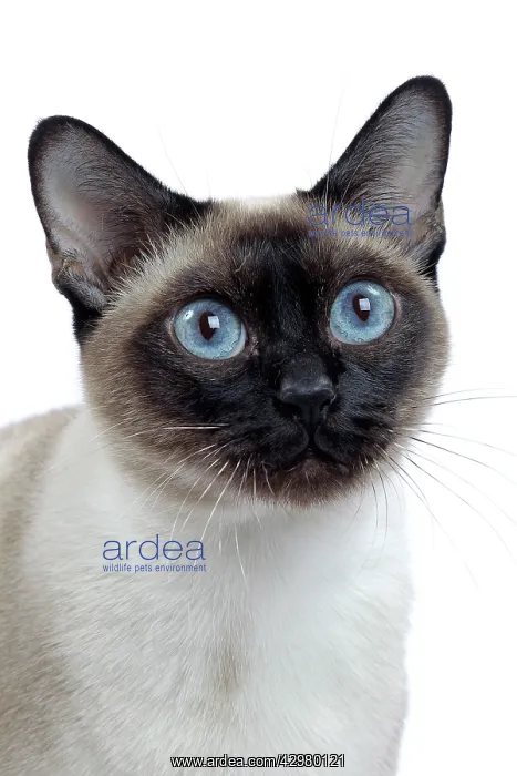  : Cat - Tonkinese