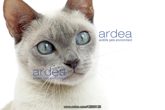  : Cat - Tonkinese
