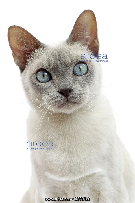  : Cat - Tonkinese