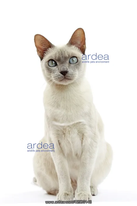 : Cat - Tonkinese