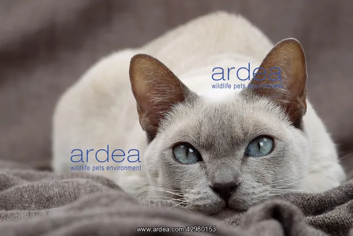  : Cat - Tonkinese