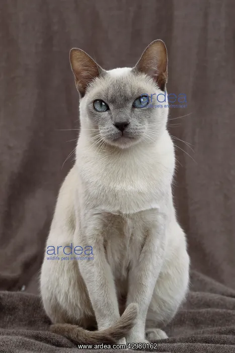  : Cat - Tonkinese